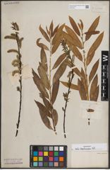 Foto von Salix daphnoides Vill.